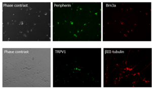 scs-neural-diff-fig-09B