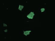 sfGFP iPSC