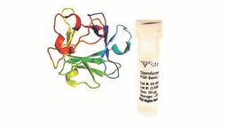 Stemfactor™ FGF-basic, Human Recombinant
