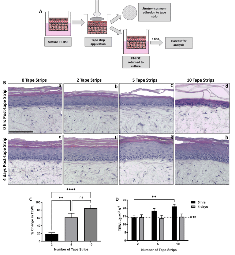 B128 - Schematic protocol depicting the adhesion and removal of tape strips from FT-HSEs in vitro