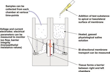 How to estimate drug permeability using the Ussing Chamber technique