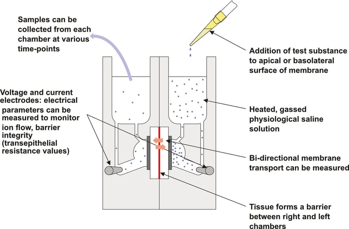 Diagram showing cross-section of an Ussing chamber