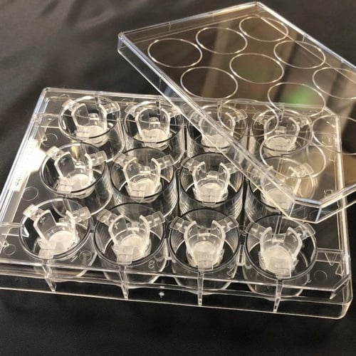 alvetex-scaffold-24-well-insert
