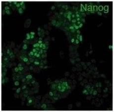 stemab-anti-mouse-nanog-antibody-p341-190_medium