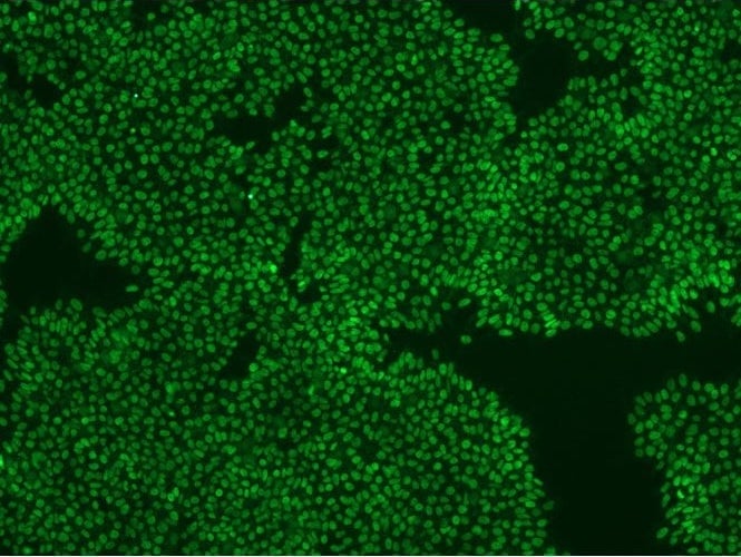 StemAb Nanog antibody