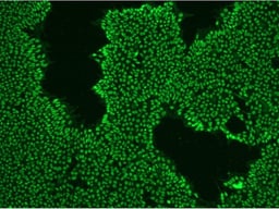 StemAb™ Oct4 Antibody (Affinity Purified), Rabbit anti-Mouse/Human