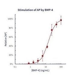stemfactor-bmp-4-human-recombinant-p205-164_medium