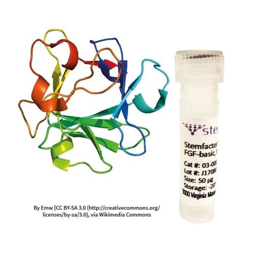 stemfactor-fgf-basic-human-recombinant-p203-162_medium