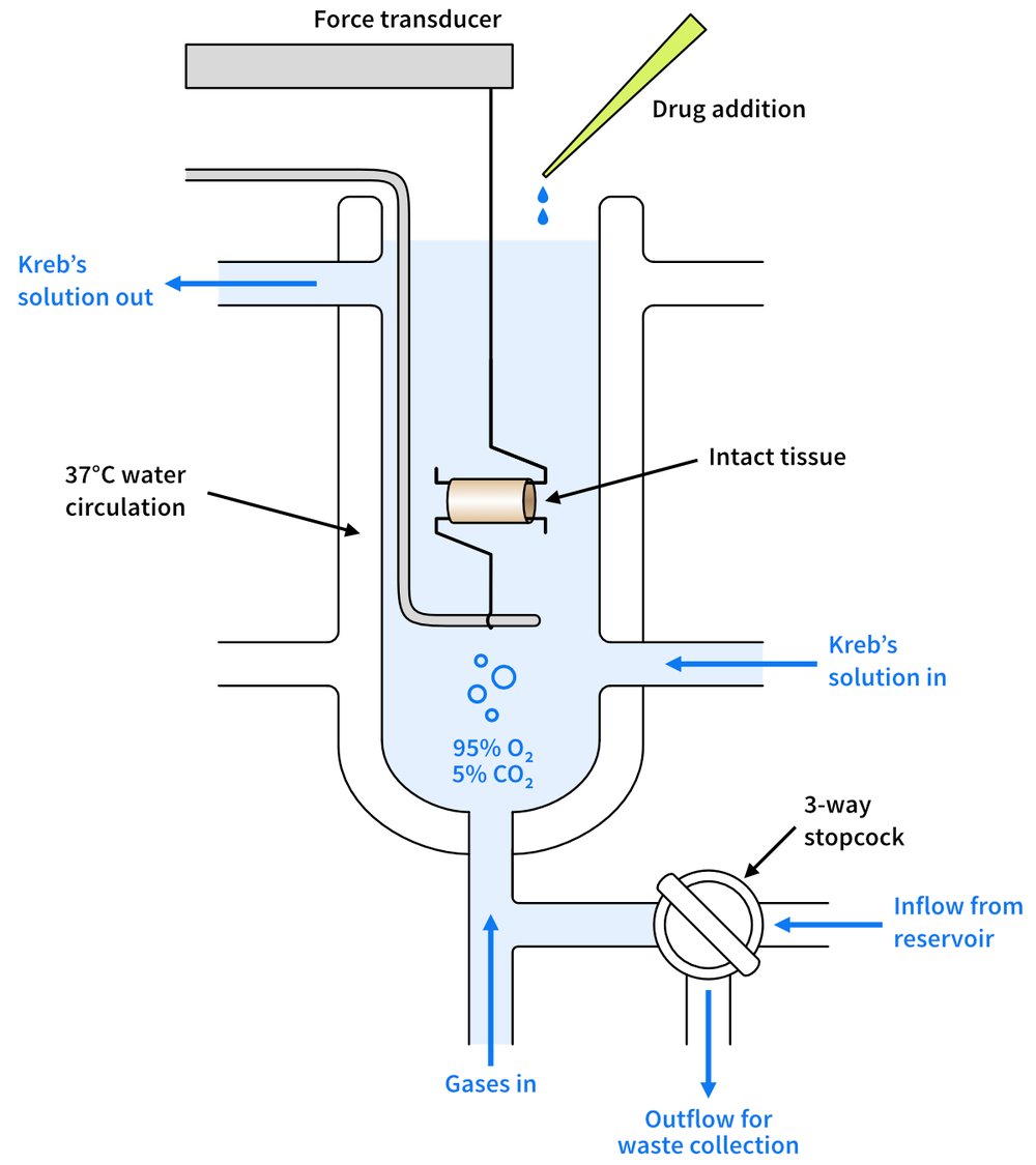 Isolated Organ / Tissue Baths & Wire Myographs Tests And Experiments