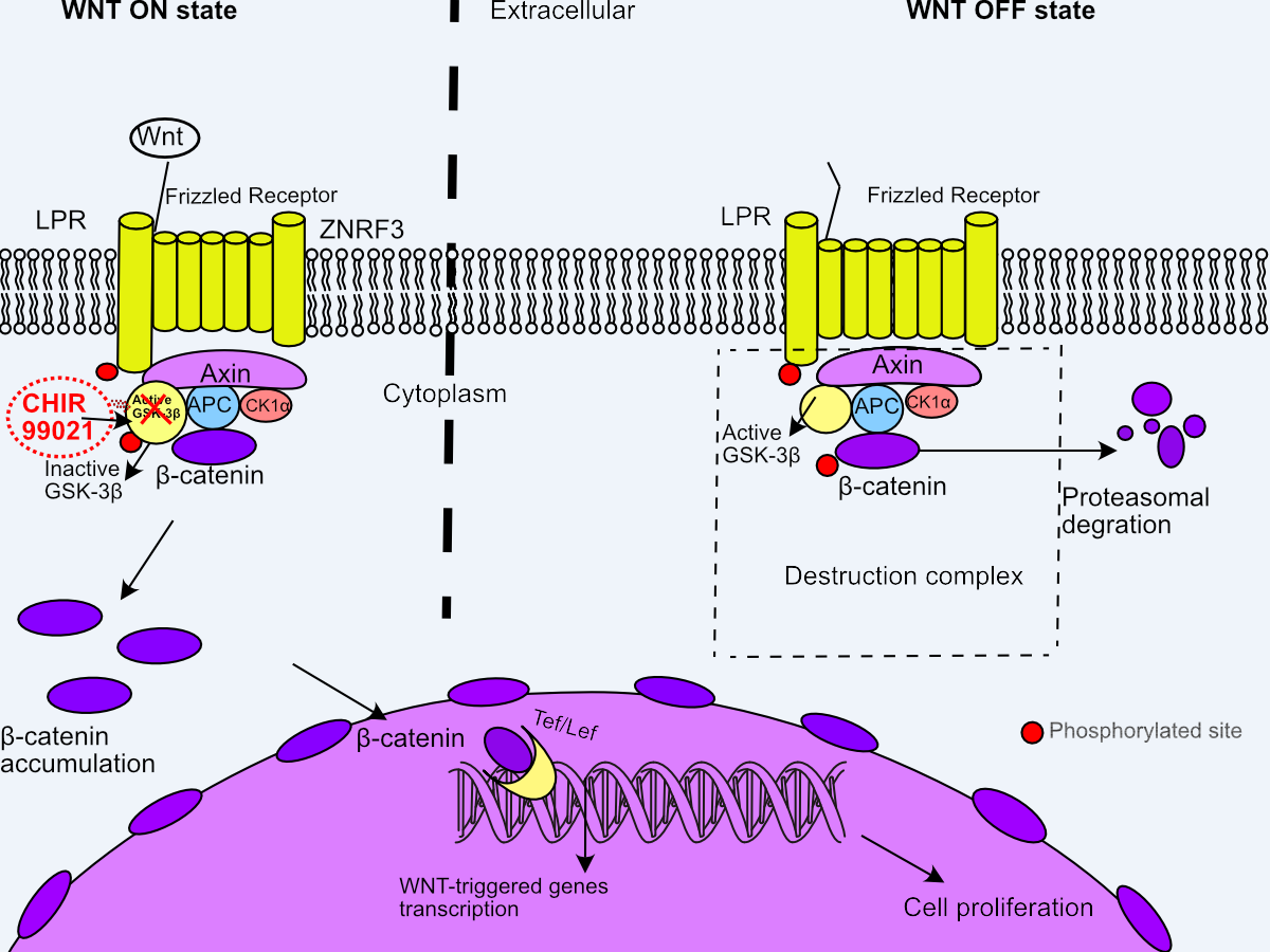 wnt-pathway-for-blog (2)-1