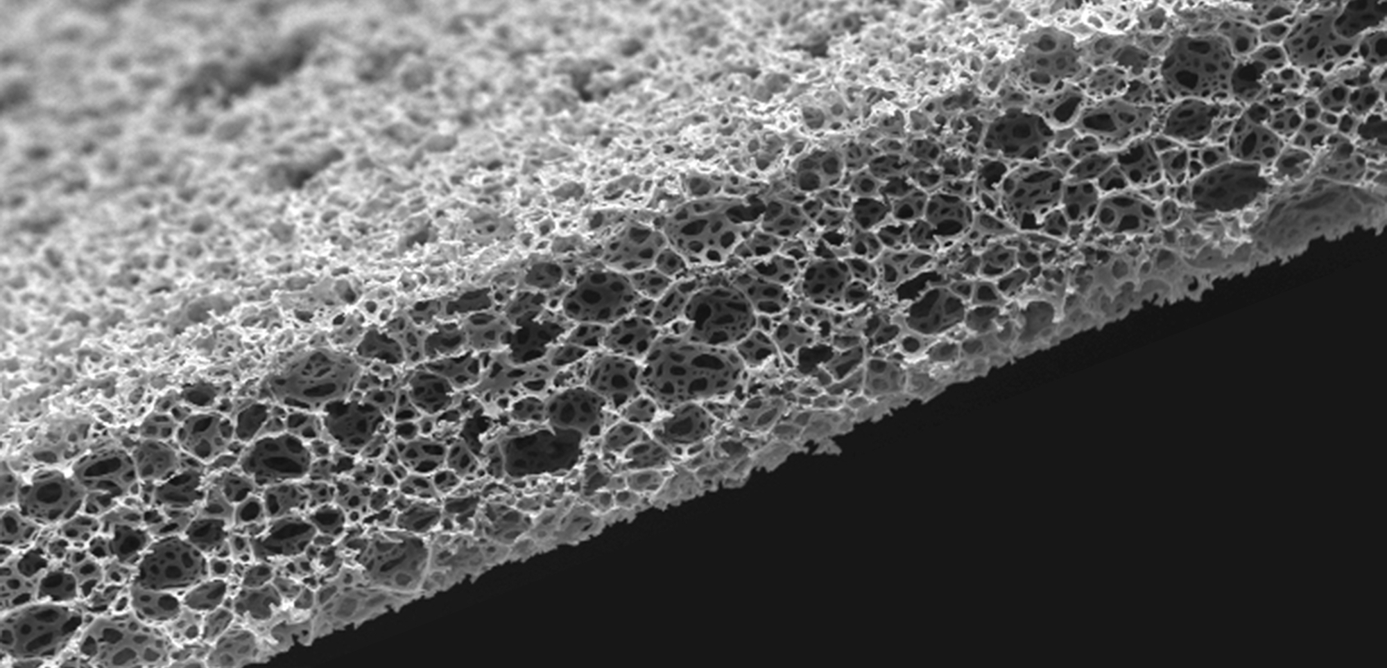 Alvetex scanning electron microscope (SEM) image