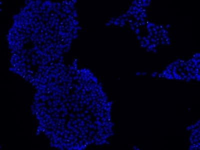 Stem cells stained using DAPI