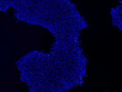 Stem cells stained using DAPI