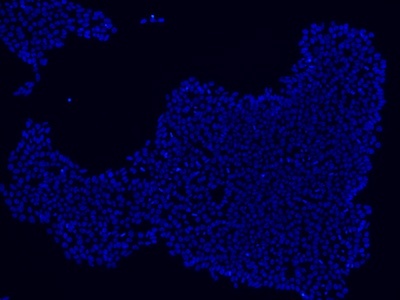 Stem cells stained using DAPI