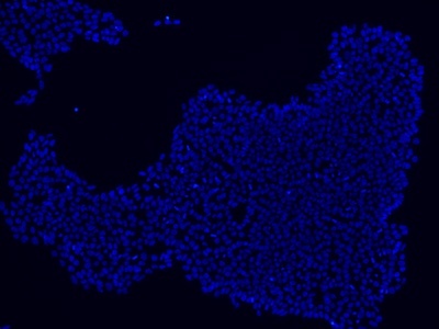 Stem cells stained using DAPI