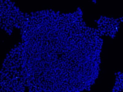 Stem cells stained using DAPI