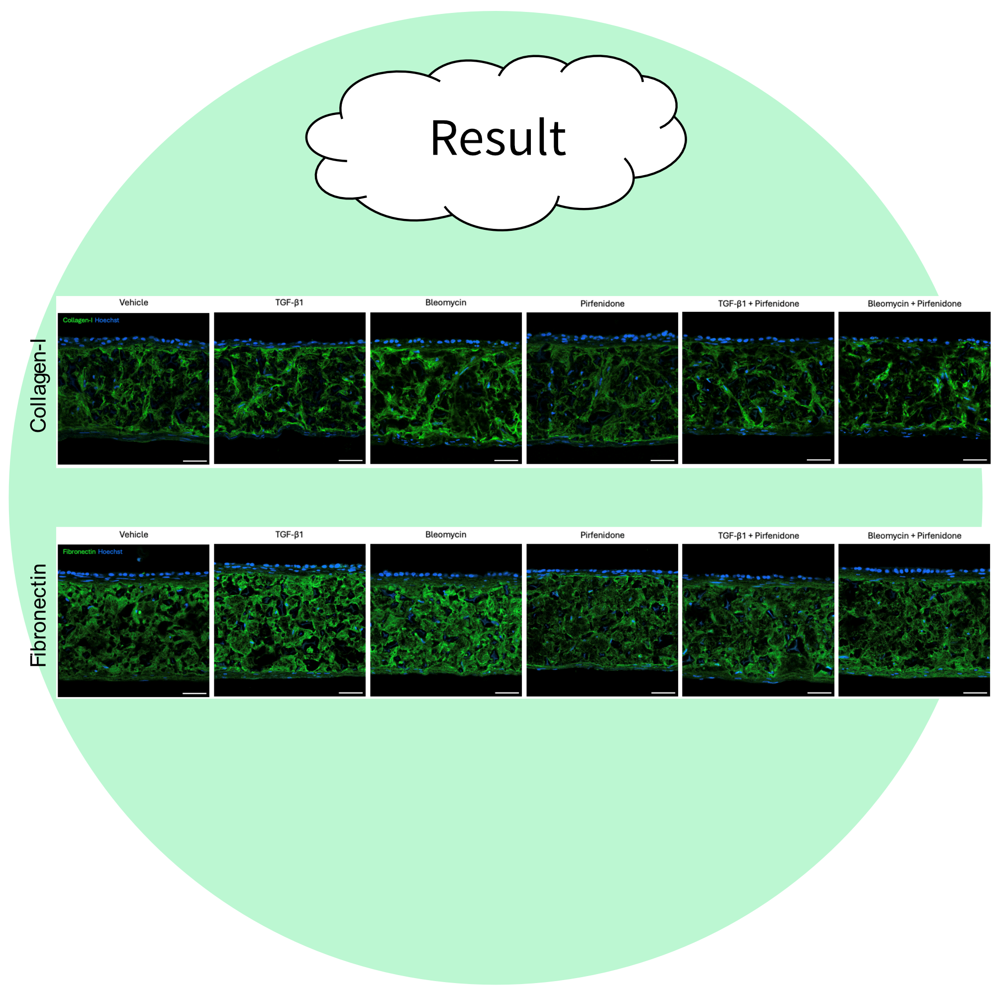 IPF model test - pirfenidone and nintedanib