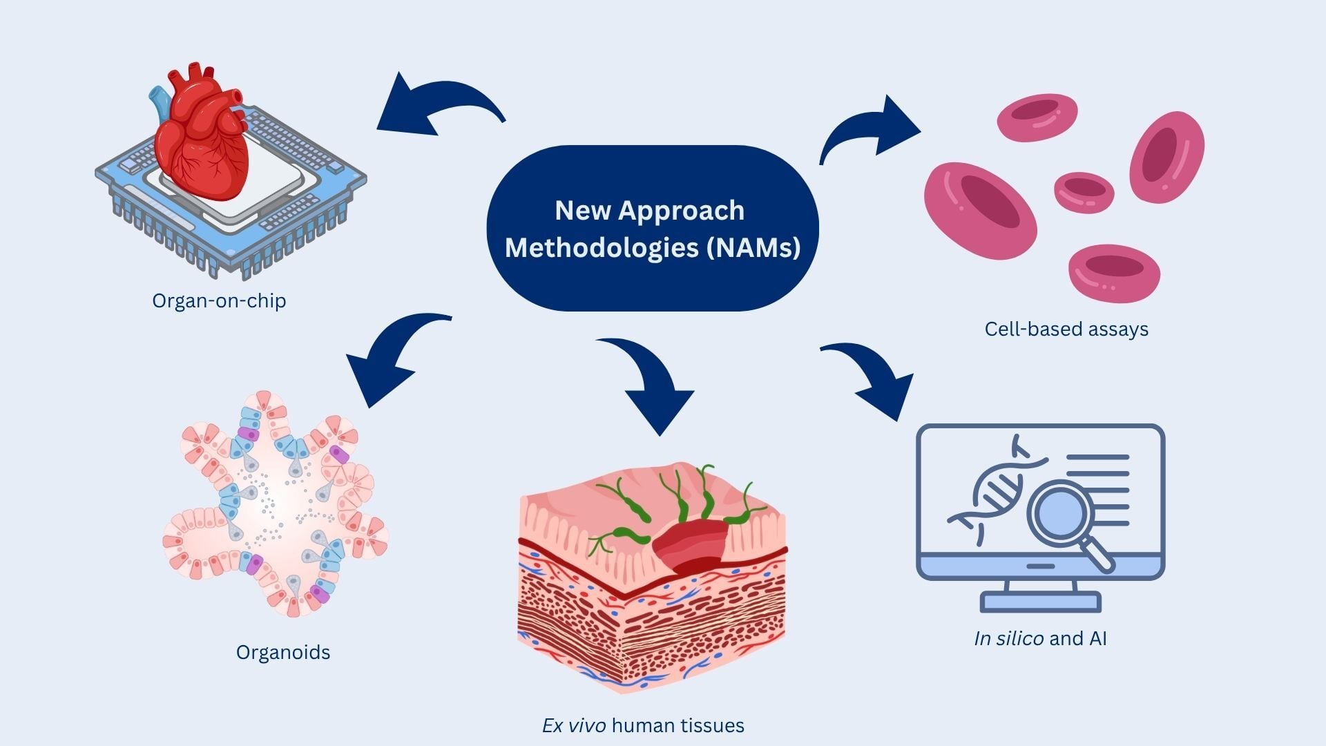 The Resurgence of New Approach Methodologies (NAMs) in Drug Discovery ...
