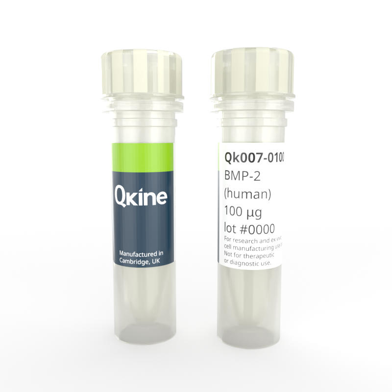 Recombinant human/mouse/rat/bovine/porcine BMP-2 protein