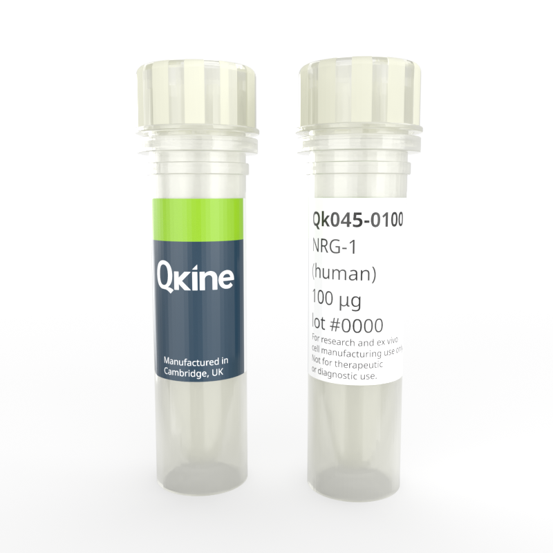 Recombinant human/bovine/porcine NRG-1 protein