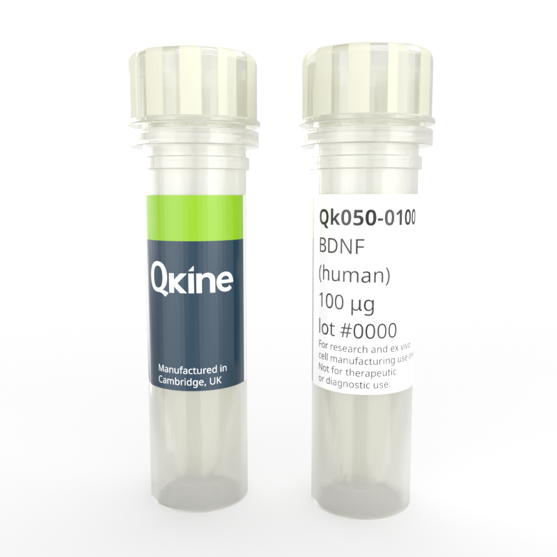 Recombinant human BDNF protein