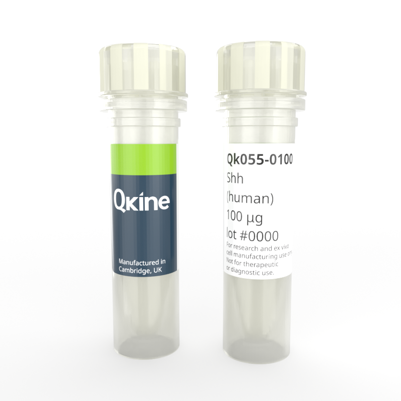 Recombinant human Shh protein
