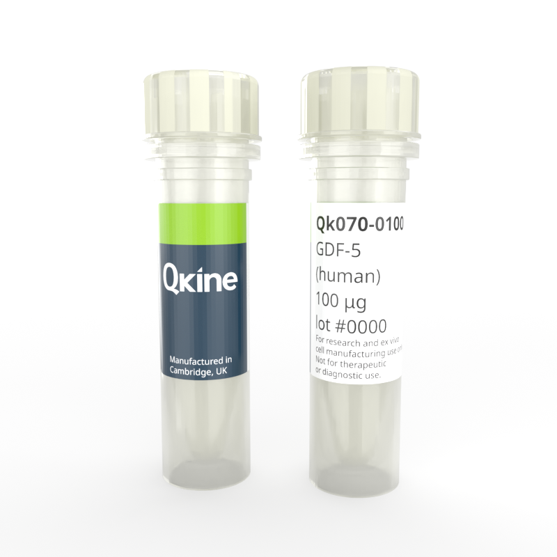 Recombinant human GDF-5 protein