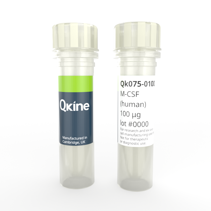 Recombinant human M-CSF protein