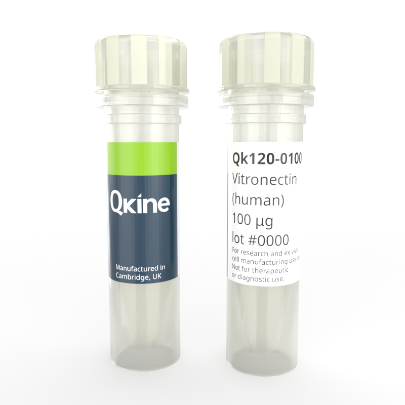 Recombinant human vitronectin protein