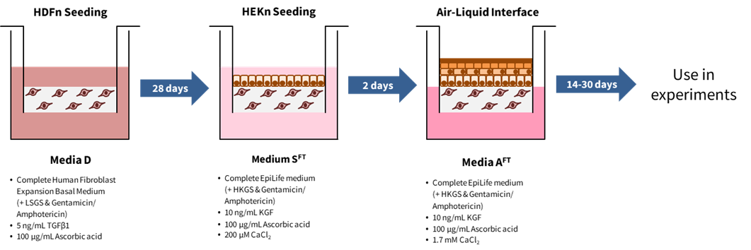 Schematic of protocol