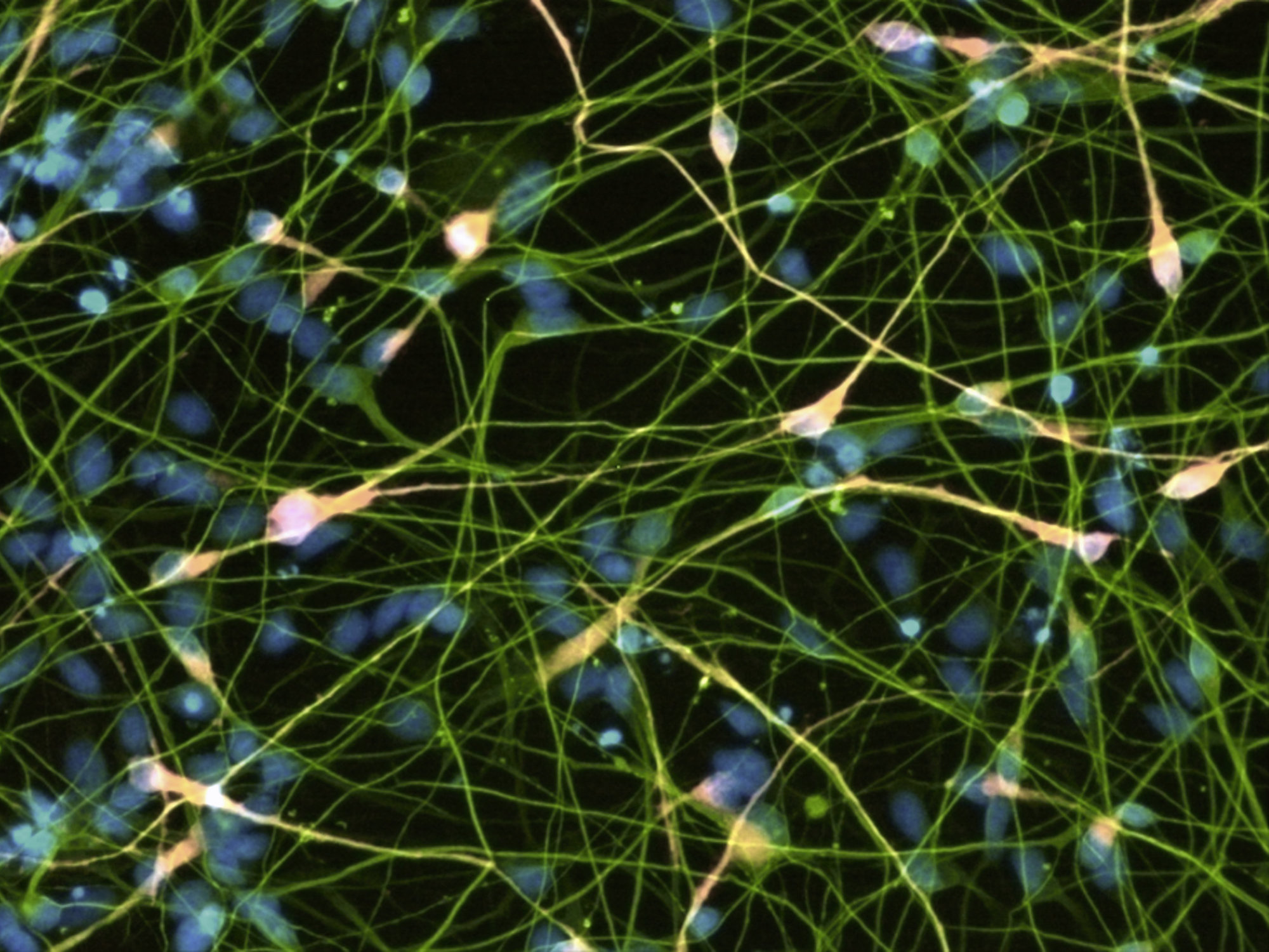 Reprocell Improving Human Health Through Biomedical Innovation And Discovery Reprocell Improving Human Health Through Biomedical Innovation And Discovery