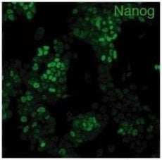 StemAb™ Anti Mouse Nanog Antibody
